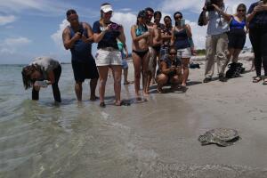 Regresan a su hábitat cinco tortugas de mar rescatadas en playas del sur de Florida