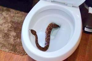 Serpiente retrete