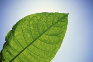 Hoja de tabaco