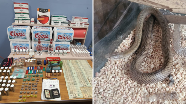 Una culebra y marihuana: el hallazgo en un allanamiento en el barrio Bocas de Guayanilla