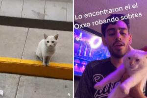 Gatito que mendigaba comida era un farsante: Su dueño lo encuentra gracias a video viral