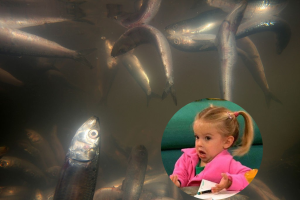 Pez declarado oficialmente extinto 'reaparece' en los mares y tiene a investigadores en shock