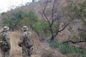 Plantíos de marihuana en Los Ángeles