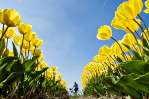 flores-amarillas (1).png