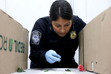 MIAMI, FLORIDA - FEBRUARY 12: Skarlette Zelada, U.S. Customs and Border Protection Agriculture Specialist, inspects flowers for foreign pests or diseases in the FedEx Cargo hub at Miami International Airport on February 12, 2025 in Miami, Florida. FedEx transfers millions of fresh flowers through the hub for Valentine's season by increasing air capacity from Colombia and Ecuador. They will transport over 2.2 million pounds of flowers from these countries in February. (Photo by Joe Raedle/Getty Images)