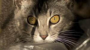 ¿Cat-ástrofe?: Australia planea matar a dos millones de gatos 