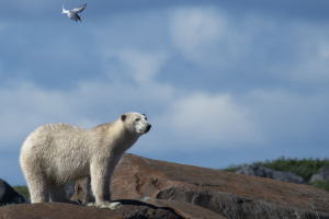 osos-polares-estudio (3).png