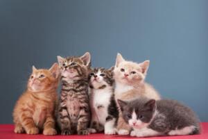 gatos-think.jpg