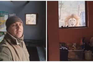 Hombre descubre enorme león en su ventana.