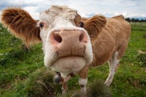Divertida foto de una linda vaca