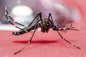 mosquito Zika