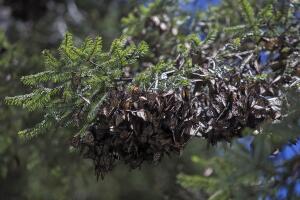 Ya abrió nuevo conservatorio de mariposas en el Fairchild Tropical Botanic Garden