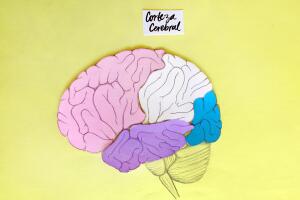 desarrollar el cerebro