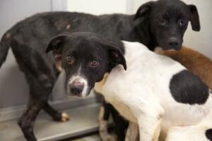 Caso de maltrato animal en Corona, California