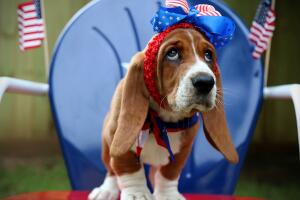 Baby Basset with Bow on its Head. Fourth of July.