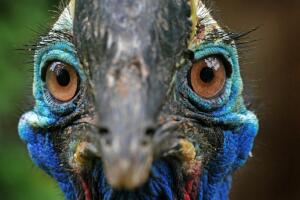 ojos_casuario_cerca.jpg