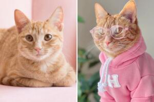 De gatita abandonada a mascota millonaria: dueña revela cuánto gana su ‘pet influencer’