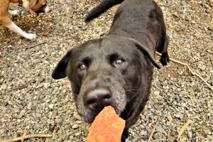 Sasfapr - Connie.jpg