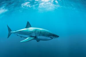 tiburon-blanco.jpg