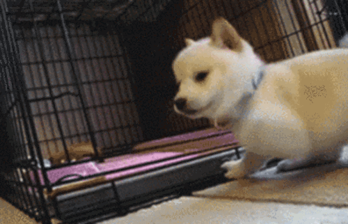 perrito-cosop.gif