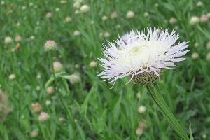 Vistazo a las flores silvestres que adornan la primavera texana