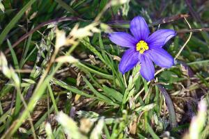 Vistazo a las flores silvestres que adornan la primavera texana