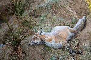 DEAD FOX