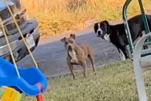 perros agresivos pitbull vecindario denuncian Condado Bexar Texas