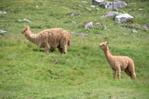 animales-que-sanan-alpaca-2.jpg