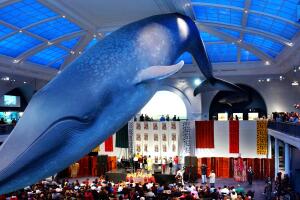 ballena museo historia natural