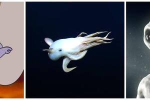 Pulpo es comparado con Dumbo y con un extraterrestre.
