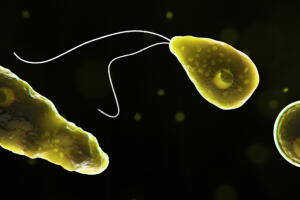 Naegleria_fowleri.jpg