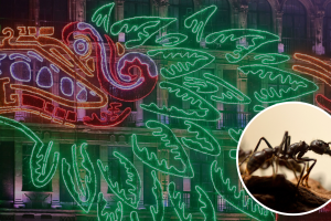 Hormiga del fin del mundo en Azcapotzalco, Ciudad de México.