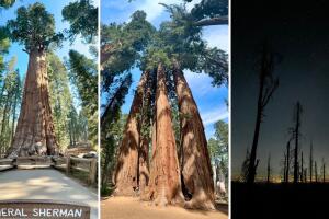 El Parque Nacional de las Secuoyas se encuentra junto al Parque Nacional Kings Canyon, en las montañas de la Sierra Nevada, al sur de California.
