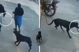 perrito_ladron_collage