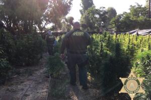 Marihuana Riverside California 