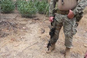 Plantíos de marihuana en Los Ángeles