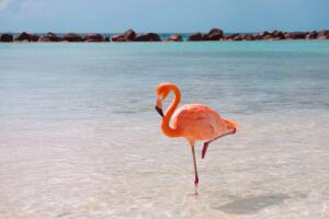 lugares-para-ver-flamencos-2.jpg