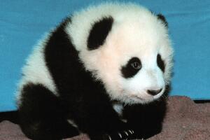 Giant Baby Panda Hua Mei