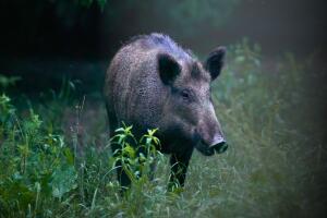 Cerdos salvajes Texas