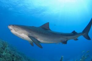 Tiburones /Tiburón5.jpg