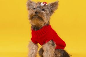 animais-proteger-frio-1.jpg