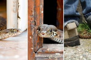 Serpientes Texas 2025