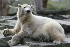 osos-polares-estudio (2).png