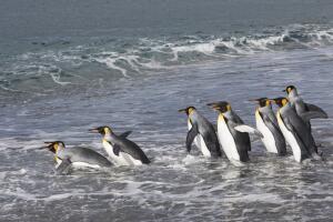 King penguins entering the Atlantic ocean from the beach at Salisbury Plain, South Georgia Island