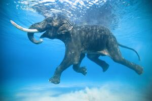 Jody Macdonald: Rajan Swimming