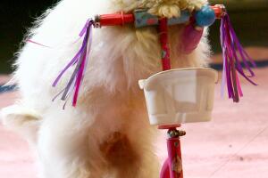 Ringling Bros. And Barnum & Bailey Presents Bellobration