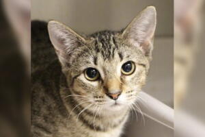 MASCOTAS-DALLAS/BEAN-GATO.jpg