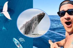 Hombre capta a ballena durmiendo en medio del océano.