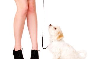 ensinar-cachorro-usar-coleira-2.jpg